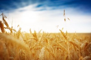 Getreidefeld vor blauem Himmel
