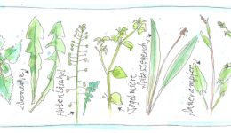 Teil 1 Wildkräuter im November. Superfoods, die nichts kosten.